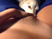 Sexy babe's hairy pussy getting eaten by dog